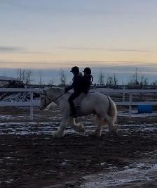 Standing at Stud: Palomino Pearl Gypsy Vanner - Photo 5