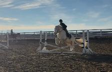 Standing at Stud: Palomino Pearl Gypsy Vanner - Photo 7