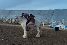 Standing at Stud: Palomino Pearl Gypsy Vanner - Photo 8