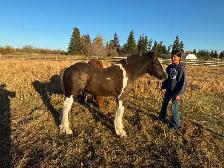 Standing at Stud: Palomino Pearl Gypsy Vanner - Photo 9