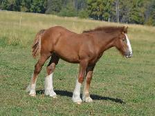 Standing at Stud: Palomino Pearl Gypsy Vanner - Photo 10