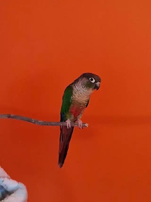Deux conures amoureux