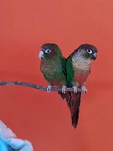Deux conures amoureux - Photo 2