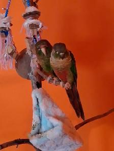 Deux conures amoureux - Photo 3
