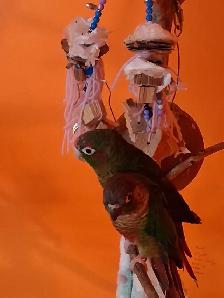 Deux conures amoureux - Photo 4