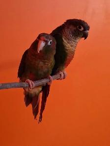 Deux conures amoureux - Photo 6