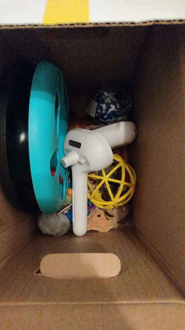 Siberian cat rehoming