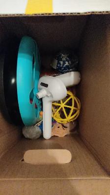 Siberian cat rehoming