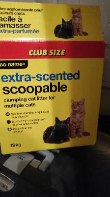 Siberian cat rehoming - Photo 2