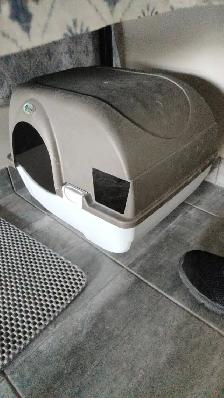 Siberian cat rehoming - Photo 3