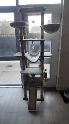 Siberian cat rehoming - Photo 4