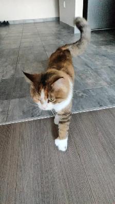 Siberian cat rehoming - Photo 5