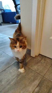 Siberian cat rehoming - Photo 6