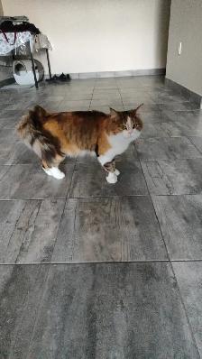 Siberian cat rehoming - Photo 7