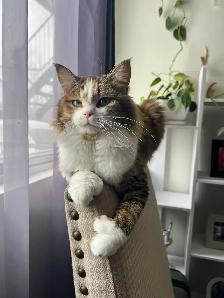 Siberian cat rehoming - Photo 8