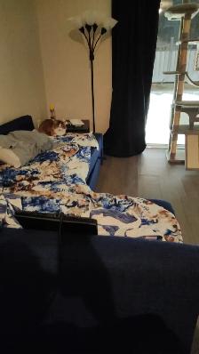 Siberian cat rehoming - Photo 9