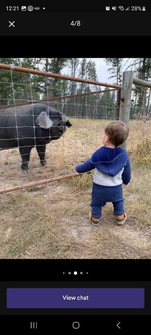 proven English large black boar for breeding services