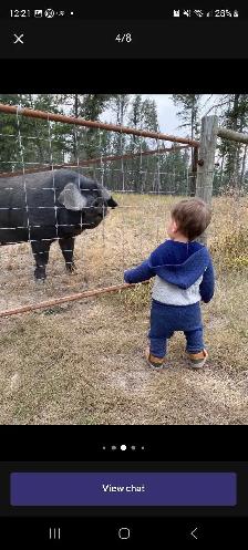 proven English large black boar for breeding services