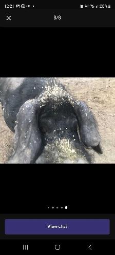 proven English large black boar for breeding services - Photo 2