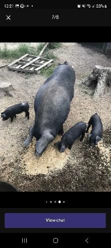 proven English large black boar for breeding services - Photo 3
