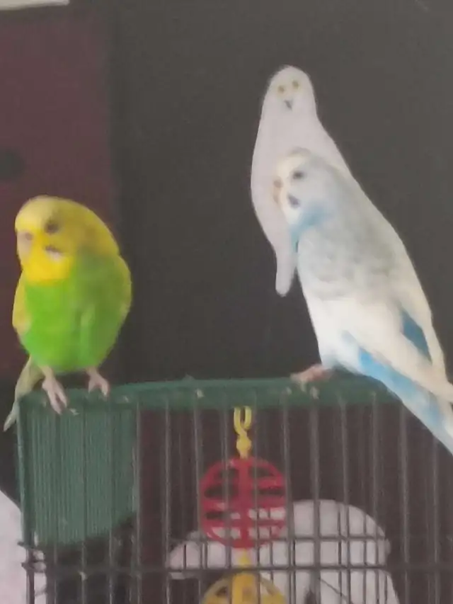 pair of friendly bonded budgies