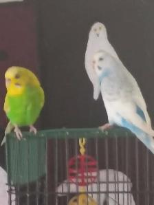 pair of friendly bonded budgies