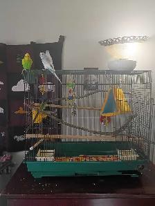 pair of friendly bonded budgies - Photo 2