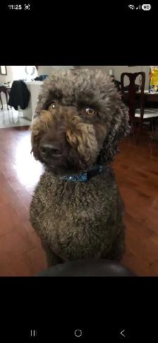 Labradoodle - Photo 2