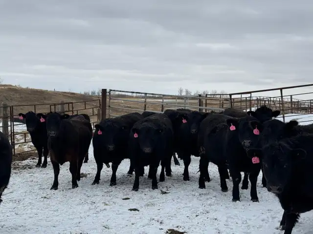 BRED HEIFERS