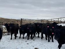 BRED HEIFERS