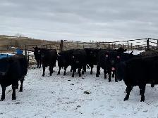 BRED HEIFERS - Photo 2