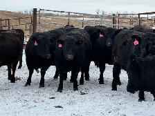 BRED HEIFERS - Photo 3