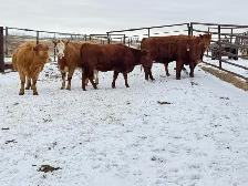 BRED HEIFERS - Photo 4