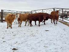 BRED HEIFERS - Photo 5