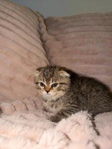 !Easter !Scottish fold kittens - Photo 2