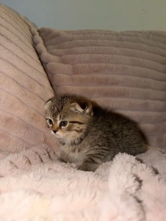 !Easter !Scottish fold kittens - Photo 3