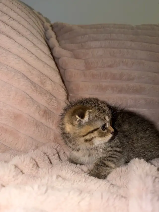 !Easter !Scottish fold kittens - Photo 4
