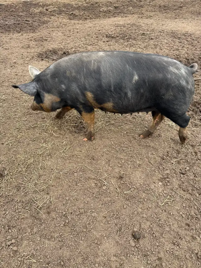 Berkshire Pigs for Sale