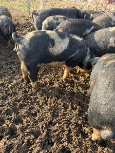 Berkshire Pigs for Sale - Photo 2
