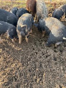 Berkshire Pigs for Sale - Photo 3