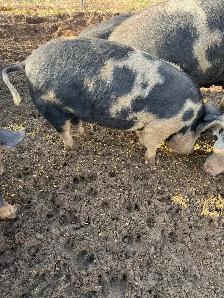 Berkshire Pigs for Sale - Photo 4