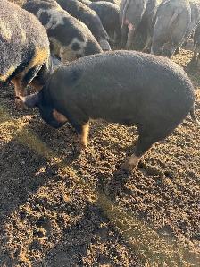 Berkshire Pigs for Sale - Photo 5