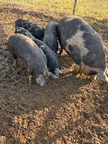 Berkshire Pigs for Sale - Photo 6