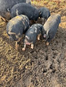 Berkshire Pigs for Sale - Photo 7
