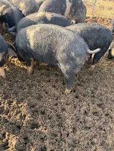 Berkshire Pigs for Sale - Photo 8