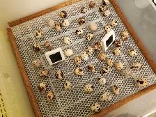 Fertilized quail eggs