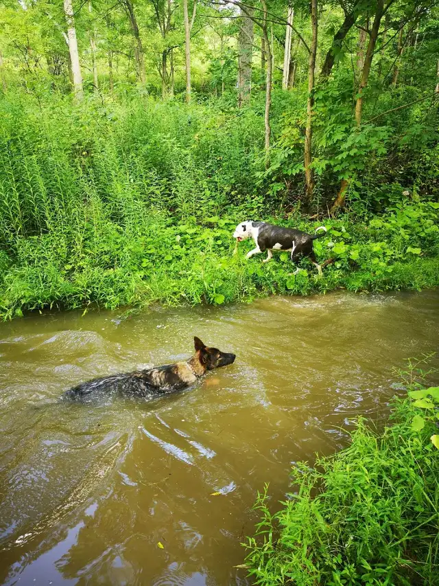 Dog Walking St catharines