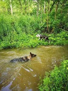Dog Walking St catharines