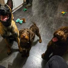 Dog Walking St catharines - Photo 2