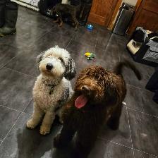 Dog Walking St catharines - Photo 3